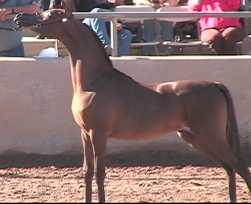 Tempest of Rohan at Scottsdale 2007